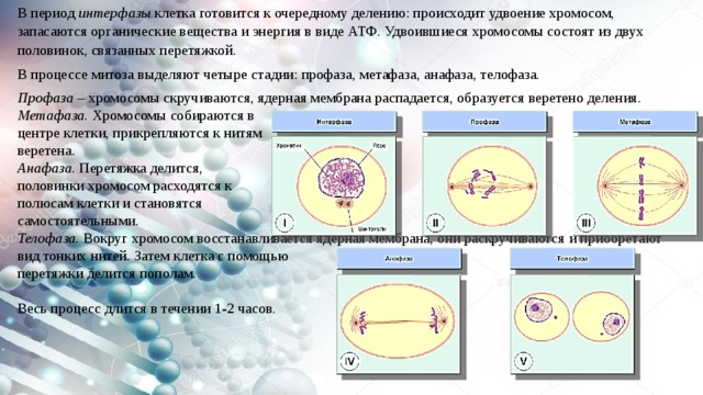 В период интерфазы клетка готовится к очередному делению: происходит удвоение хромосом, запасаются органические вещества и энергия в виде АТФ. Удвоившиеся хромосомы состоят из двух половинок, связанных перетяжкой. В процессе митоза выделяют четыре стадии: профаза, метафаза, анафаза, телофаза. Профаза – хромосомы скручиваются, ядерная мембрана распадается, образуется веретено деления. Метафаза. Хромосомы собираются в центре клетки, прикрепляются к нитям веретена. Анафаза. Перетяжка делится, половинки хромосом расходятся к полюсам клетки и становятся самостоятельными. Телофаза. Вокруг хромосом восстанавливается ядерная мембрана, они раскручиваются и приобретают вид тонких нитей. Затем клетка с помощью перетяжки делится пополам. Весь процесс длится в течении 1-2 часов.