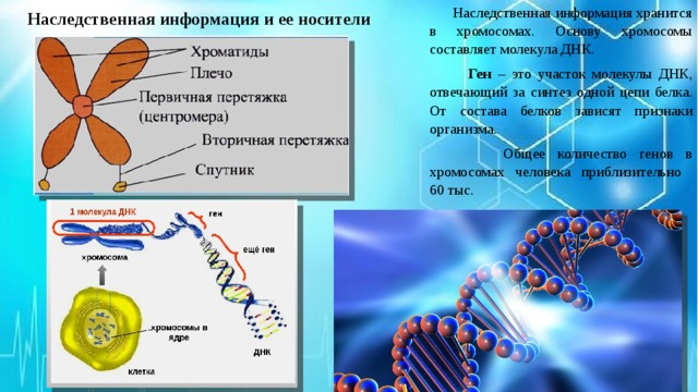 Наследственная информация хранится в хромосомах. Основу хромосомы составляет молекула ДНК.  Ген – это участок молекулы ДНК, отвечающий за синтез одной цепи белка. От состава белков зависят признаки организма.  Общее количество генов в хромосомах человека приблизительно  60 тыс. Наследственная информация и ее носители