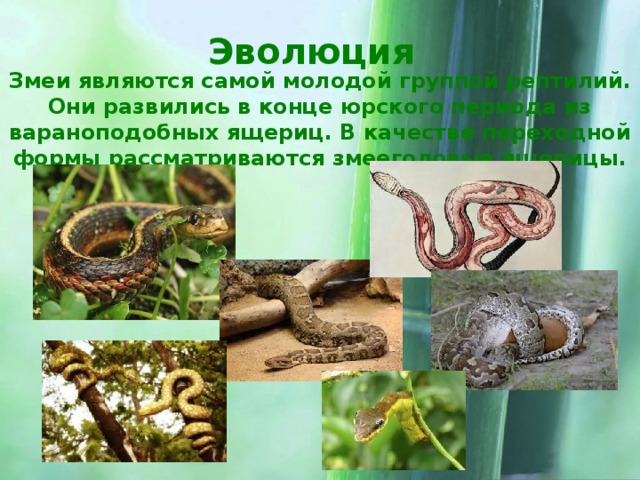 Эволюция Змеи являются самой молодой группой рептилий. Они развились в конце юрского периода из вараноподобных ящериц. В качестве переходной формы рассматриваются змееголовые ящерицы.