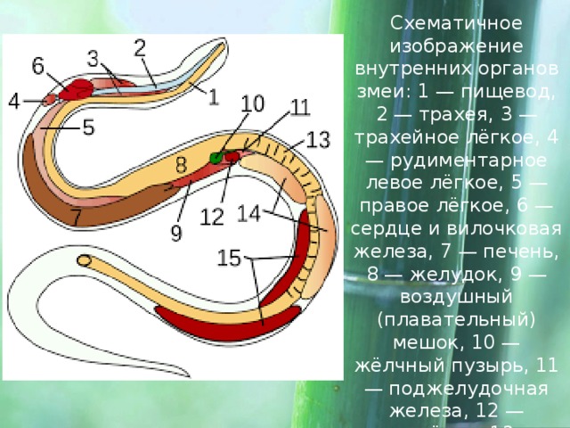 Схематичное изображение внутренних органов змеи: 1 — пищевод, 2 — трахея, 3 — трахейное лёгкое, 4 — рудиментарное левое лёгкое, 5 — правое лёгкое, 6 — сердце и вилочковая железа, 7 — печень, 8 — желудок, 9 — воздушный (плавательный) мешок, 10 — жёлчный пузырь, 11 — поджелудочная железа, 12 — селезёнка, 13 — кишечник, 14 — семенники, 15 — почки.