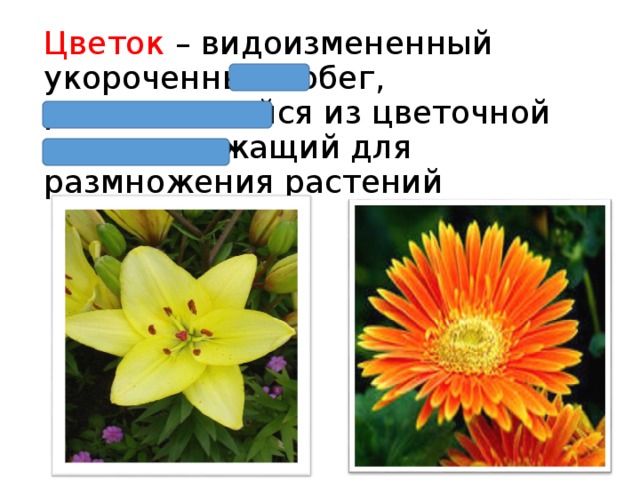 Цветок  – видоизмененный укороченный побег, развивающийся из цветочной почки, служащий для размножения растений