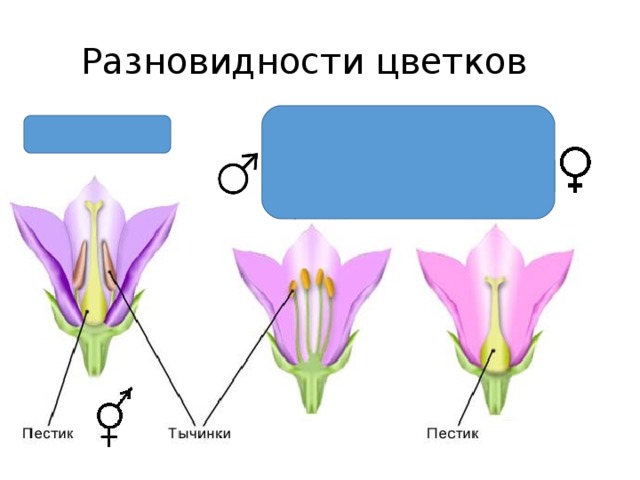 Разновидности цветков ТЫЧИНОЧНЫЙ ЦВЕТОК ПЕСТИЧНЫЙ ЦВЕТОК