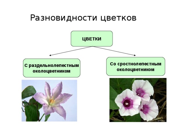 Разновидности цветков ЦВЕТКИ Со сростнолепестным околоцветником С раздельнолепестным околоцветником