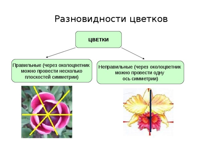 Разновидности цветков ЦВЕТКИ Правильные (через околоцветник можно провести несколько плоскостей симметрии) Неправильные (через околоцветник можно провести одну ось симметрии)
