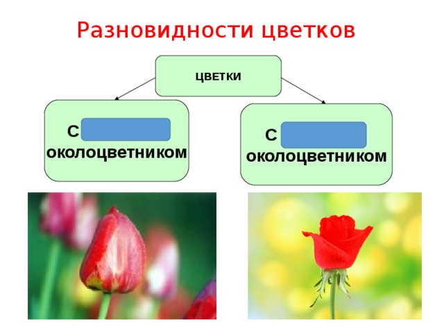 Разновидности цветков ЦВЕТКИ С простым околоцветником С двойным околоцветником