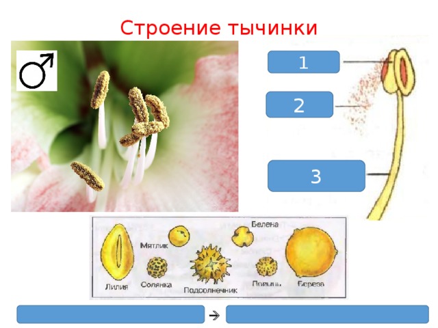 Строение тычинки 1 2 3 Пыльцевые зёрна (пылинки)  Спермии – мужские половые клетки