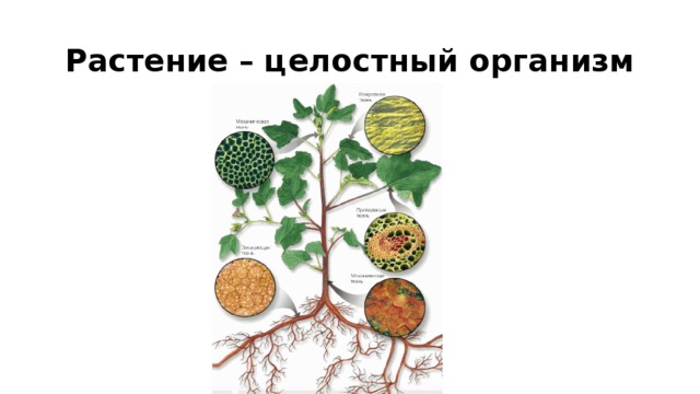 Растение – целостный организм