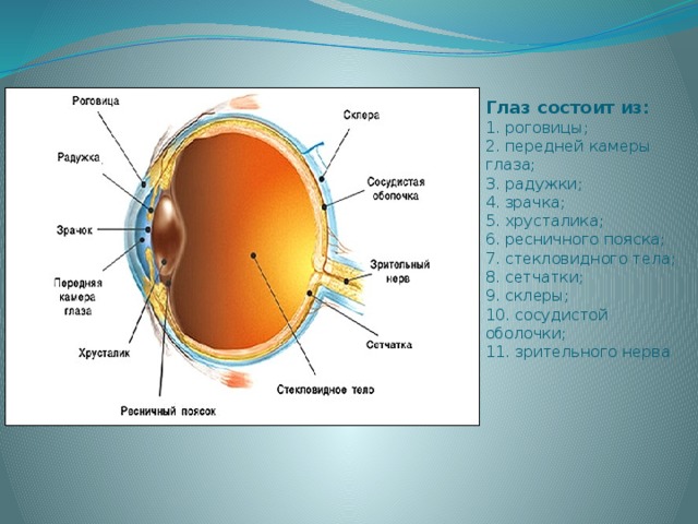 Глаз состоит из:  1. роговицы;  2. передней камеры глаза;  3. радужки;  4. зрачка;  5. хрусталика;  6. ресничного пояска;  7. стекловидного тела;  8. сетчатки;  9. склеры;  10. сосудистой оболочки;  11. зрительного нерва