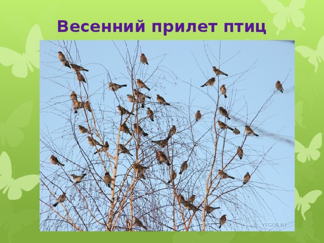 Весенний прилет птиц