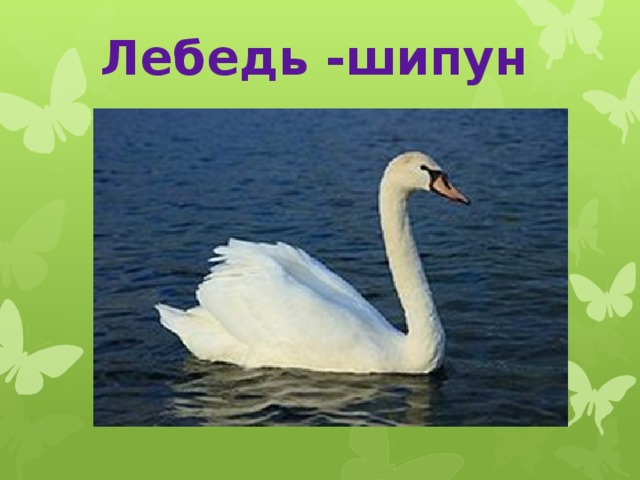 Лебедь -шипун