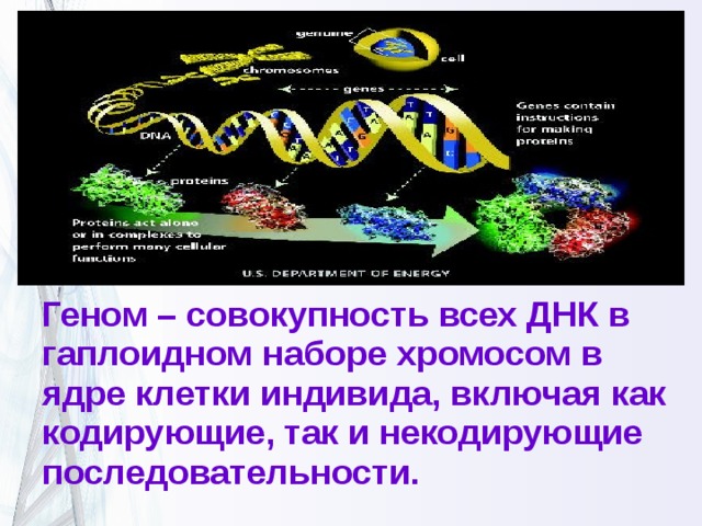 Геном – совокупность всех ДНК в гаплоидном наборе хромосом в ядре клетки индивида, включая как кодирующие, так и некодирующие последовательности.