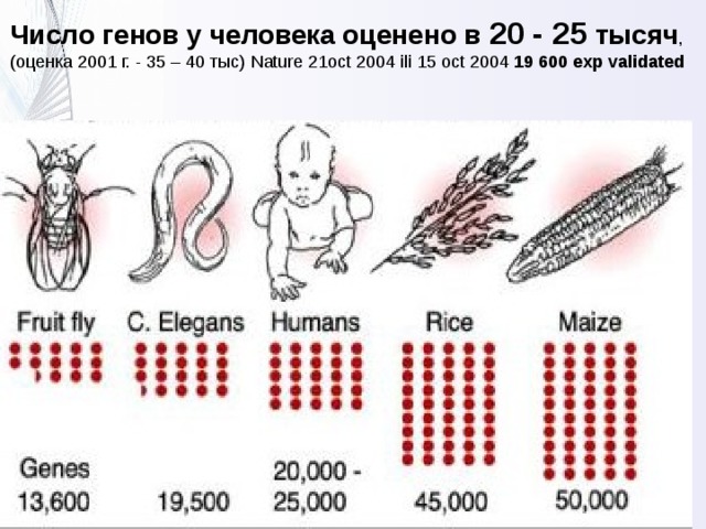 Число генов у человека оценено в 20 - 25 тысяч , (оценка 2001 г. - 35 – 40 тыс) Nature 21oct 2004 ili 15 oct 2004 19 600 exp validated