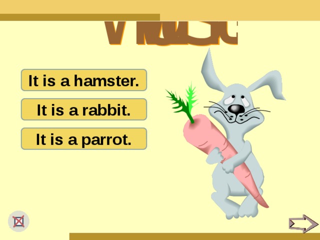 It is a hamster. It is a rabbit. It is a parrot.