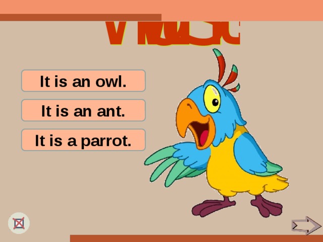 It is an owl. It is an ant. It is a parrot.