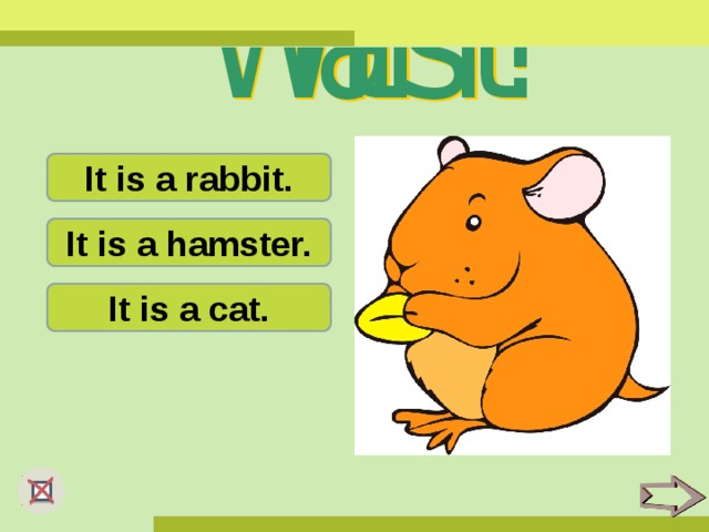It is a rabbit. It is a hamster. It is a cat.
