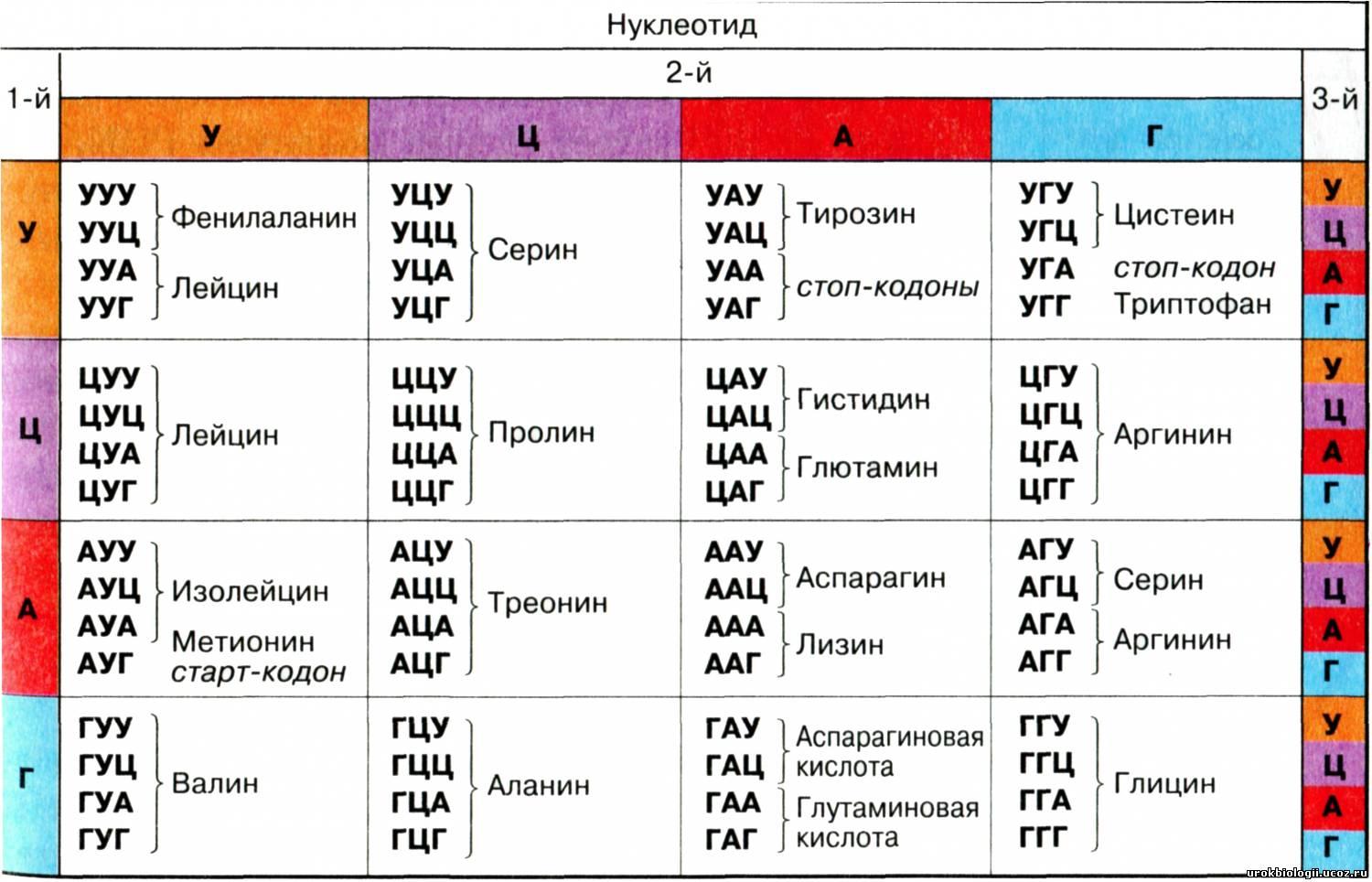Таблица генетических кодов и РНК