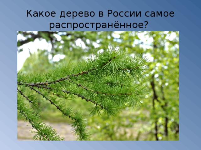 Какое дерево в России самое распространённое?