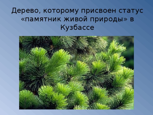 Дерево, которому присвоен статус «памятник живой природы» в Кузбассе