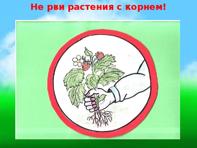 Не рви растения с корнем!