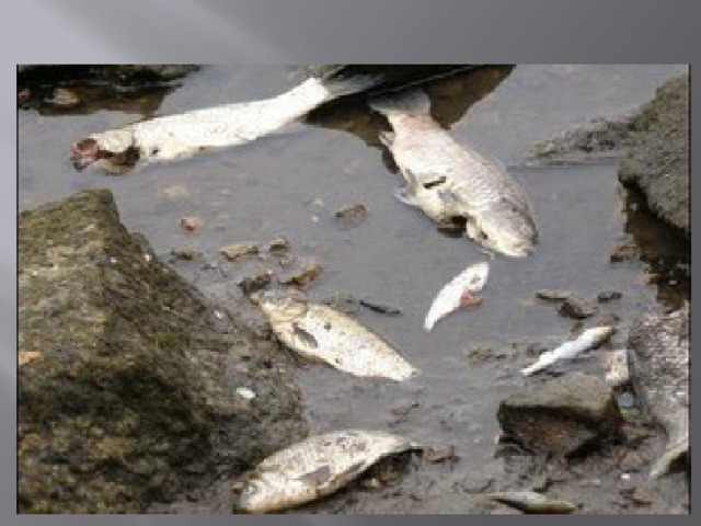 Гибнущее озеро. Озеро признано токсичным. Миллион мертвых птиц на берегу ядовитого озера.