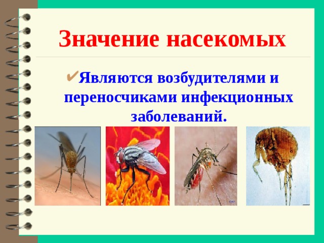 Значение насекомых