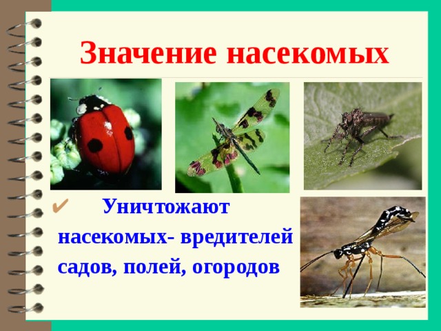 Значение насекомых  Уничтожают  насекомых- вредителей  садов, полей, огородов