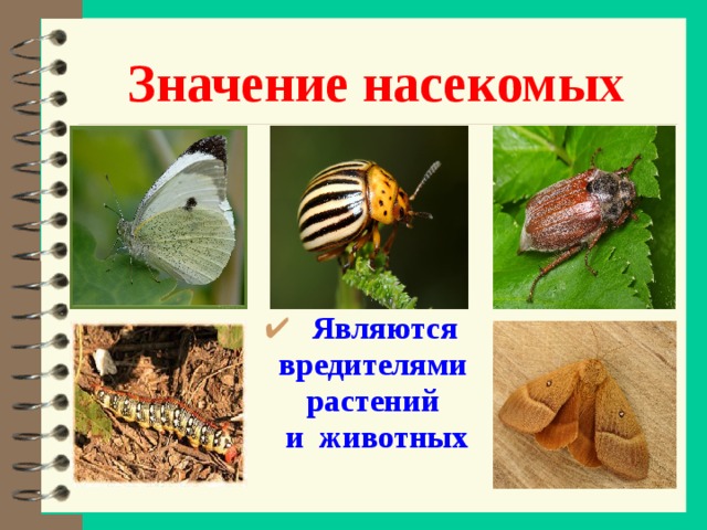 Значение насекомых Являются вредителями растений и животных