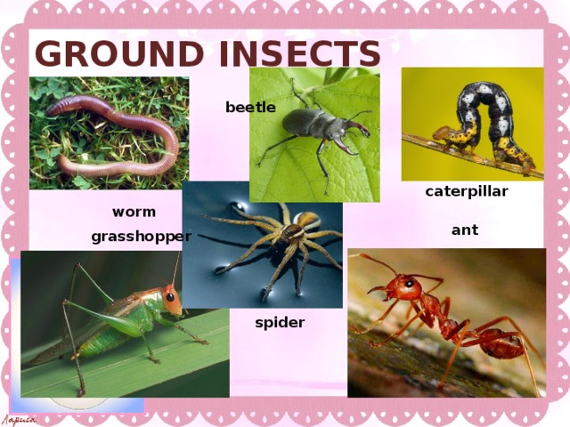 GROUND INSECTS beetle   caterpillar worm ant grasshopper  spider