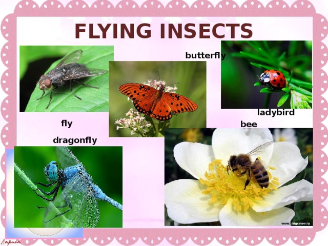 FLYING INSECTS butterfly ladybird  fly bee dragonfly
