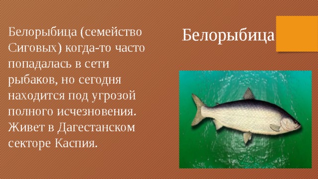 Белорыбица (семейство Сиговых) когда-то часто попадалась в сети рыбаков, но сегодня находится под угрозой полного исчезновения. Живет в Дагестанском секторе Каспия. Белорыбица