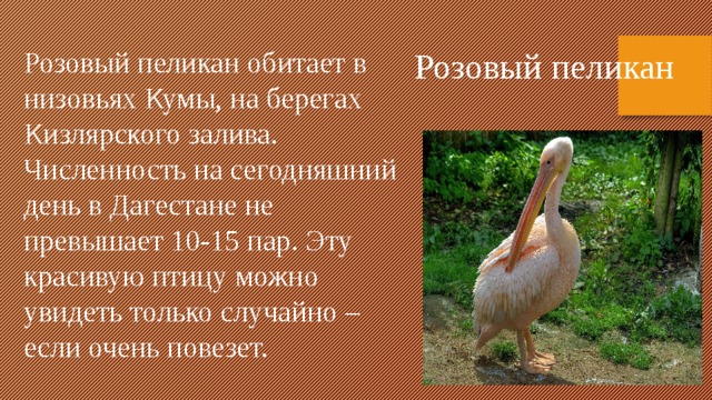 Розовый пеликан обитает в низовьях Кумы, на берегах Кизлярского залива. Численность на сегодняшний день в Дагестане не превышает 10-15 пар. Эту красивую птицу можно увидеть только случайно – если очень повезет. Розовый пеликан