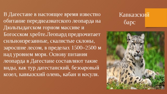 В Дагестане в настоящее время известно обитание переднеазиатского леопарда на Дюльтыдагском горном массиве и Богосском хребте.Леопард предпочитает сильноизрезанные, скалистые склоны, заросшие лесом, в пределах 1500–2500 м над уровнем моря. Основу питания леопарда в Дагестане составляют такие виды, как тур дагестанский, безоаровый козел, кавказский олень, кабан и косуля. Кавказский барс