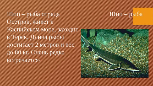 Шип – рыба отряда Осетров, живет в Каспийском море, заходит в Терек. Длина рыбы достигает 2 метров и вес до 80 кг. Очень редко встречается ! Шип – рыба