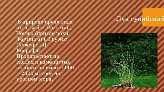 Лук гунибский  В природе ареал вида охватывает Дагестан, Чечню (приток реки Фартанга) и Грузию (Хевсурети). Ксерофит. Произрастает на скалах и каменистых склонах на высоте 600—2000 метров над уровнем моря.