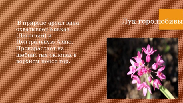 Лук горолюбивый  В природе ареал вида охватывает Кавказ (Дагестан) и Центральную Азию. Произрастает на щебнистых склонах в верхнем поясе гор.