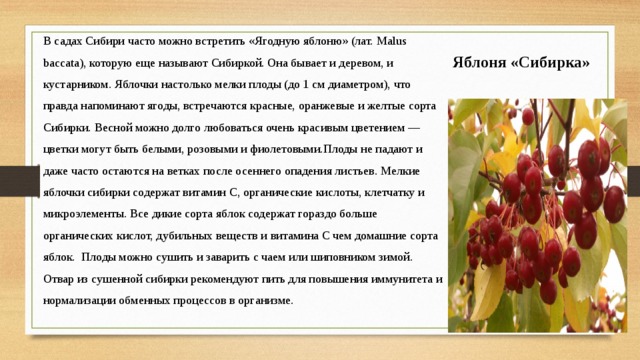 В садах Сибири часто можно встретить «Ягодную яблоню» (лат. Malus baccata), которую еще называют Сибиркой. Она бывает и деревом, и кустарником. Яблочки настолько мелки плоды (до 1 см диаметром), что правда напоминают ягоды, встречаются красные, оранжевые и желтые сорта Сибирки. Весной можно долго любоваться очень красивым цветением — цветки могут быть белыми, розовыми и фиолетовыми.Плоды не падают и даже часто остаются на ветках после осеннего опадения листьев.  Мелкие яблочки сибирки содержат витамин С, органические кислоты, клетчатку и микроэлементы. Все дикие сорта яблок содержат гораздо больше органических кислот, дубильных веществ и витамина С чем домашние сорта яблок. Плоды можно сушить и заварить с чаем или шиповником зимой. Отвар из сушенной сибирки рекомендуют пить для повышения иммунитета и нормализации обменных процессов в организме. Яблоня «Сибирка»
