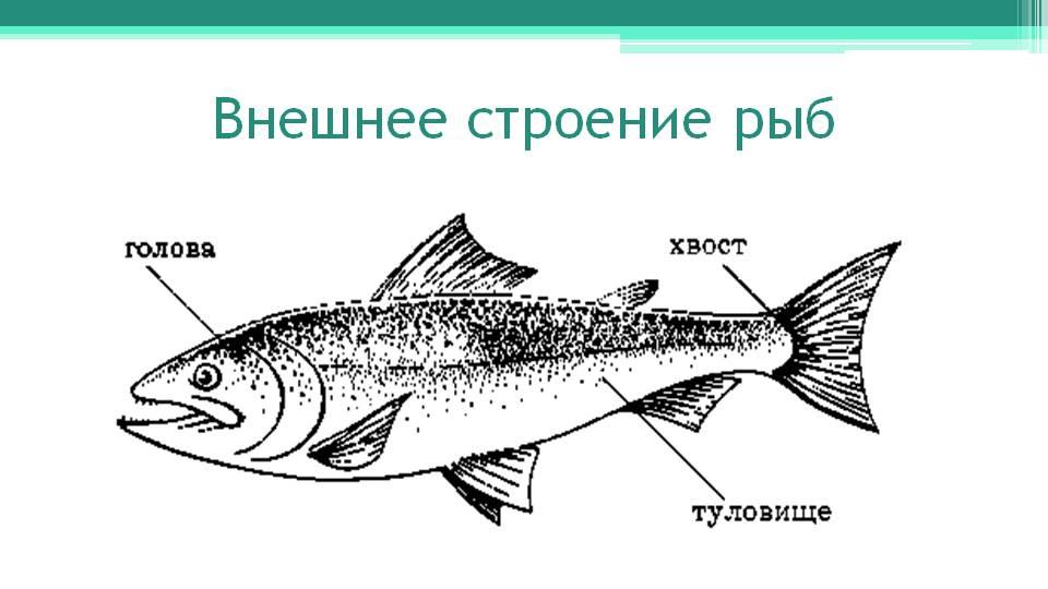 Какие отделы тела имеет рыба. Отделы тела рыбы голова туловище хвост. Внешнее строение рыбы отделы. Строение рыбы схема 3 класс. Схема внешнего строения рыбы.