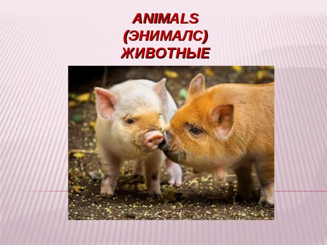 ANIMALS  ( ЭНИМАЛС )  ЖИВОТНЫЕ