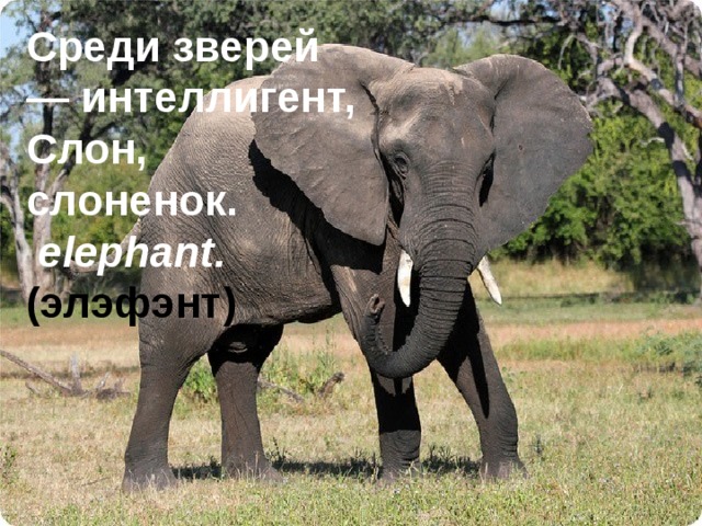Среди зверей — интеллигент,  Слон, слоненок.   elephant. (элэфэнт)
