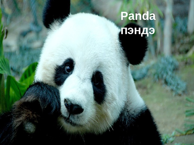 Panda пэндэ