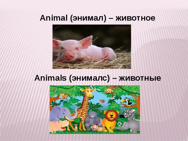 Animal (энимал) – животное      Animals (энималс) – животные