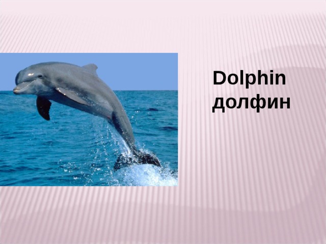 Dolphin долфин