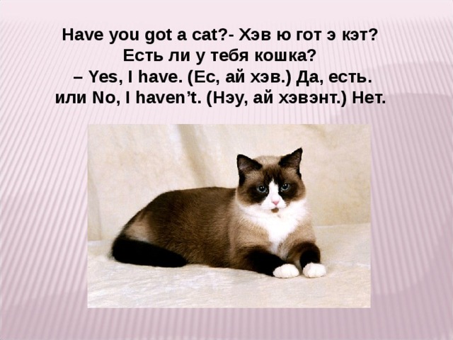 Have you got a cat ?- Хэв ю гот э кэт? Есть ли у тебя кошка? – Yes, I have. ( Ес, ай хэв. ) Да, есть. или No, I haven’t. ( Нэу, ай хэвэнт. ) Нет.