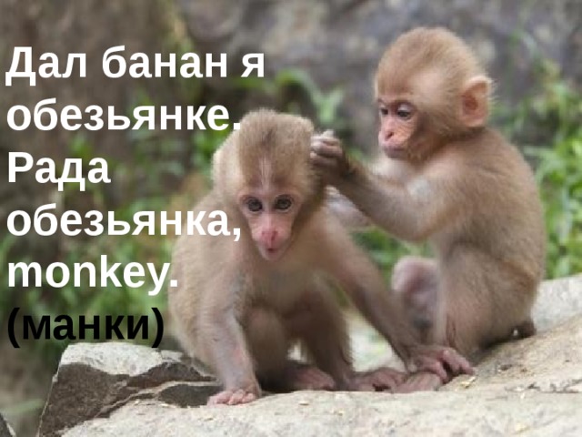Дал банан я обезьянке.  Рада обезьянка, monkey. (манки)