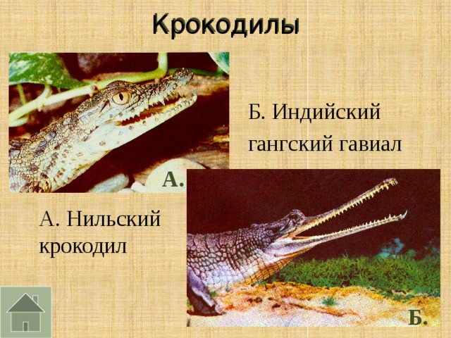 Крокодилы Б. Индийский гангский гавиал А. А. Нильский крокодил Б.