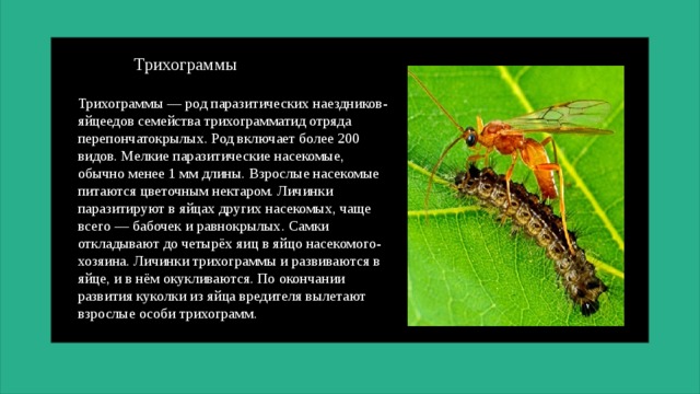 Трихограммы Трихограммы — род паразитических наездников-яйцеедов семейства трихограмматид отряда перепончатокрылых. Род включает более 200 видов. Мелкие паразитические насекомые, обычно менее 1 мм длины. Взрослые насекомые питаются цветочным нектаром. Личинки паразитируют в яйцах других насекомых, чаще всего — бабочек и равнокрылых. Самки откладывают до четырёх яиц в яйцо насекомого-хозяина. Личинки трихограммы и развиваются в яйце, и в нём окукливаются. По окончании развития куколки из яйца вредителя вылетают взрослые особи трихограмм.