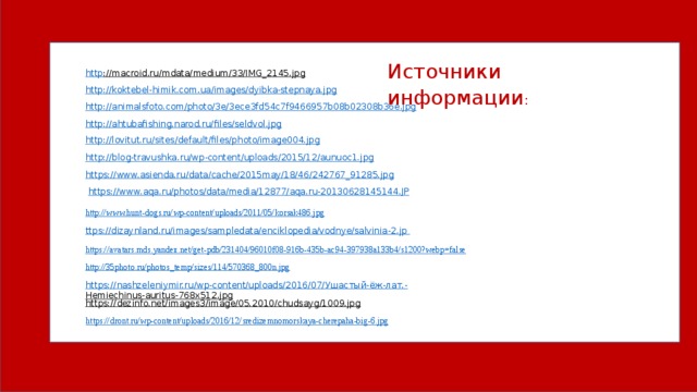 http://blog-travushka.ru/wp-content/uploads/2015/12/aunuoc1.jpg  https://www.asienda.ru/data/cache/2015may/18/46/242767_91285.jpg   https:// www.aqa.ru/photos/data/media/12877/aqa.ru-20130628145144.JP ttps :// dizaynland.ru/images/sampledata/enciklopedia/vodnye/salvinia-2.jp   http://www.hunt-dogs.ru/wp-content/uploads/2011/05/korsak486.jpg https://avatars.mds.yandex.net/get-pdb/231404/96010f08-916b-435b-ac94-397938a133b4/s1200?webp=false  http://35photo.ru/photos_temp/sizes/114/570368_800n.jpg  https://nashzeleniymir.ru/wp-content/uploads/2016/07/ Ушастый-ёж-лат.- Hemiechinus-auritus-768x512.jpg  Источники информации : http ://macroid.ru/mdata/medium/33/IMG_2145.jpg  http://koktebel-himik.com.ua/images/dyibka-stepnaya.jpg  http://animalsfoto.com/photo/3e/3ece3fd54c7f9466957b08b02308b36e.jpg  http://ahtubafishing.narod.ru/files/seldvol.jpg  http://lovitut.ru/sites/default/files/photo/image004.jpg https://dezinfo.net/images3/image/05.2010/chudsayg/1009.jpg  https://dront.ru/wp-content/uploads/2016/12/sredizemnomorskaya-cherepaha-big-6.jpg