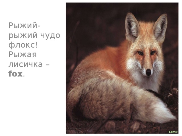 Рыжий-рыжий чудо флокс!  Рыжая лисичка – fox .
