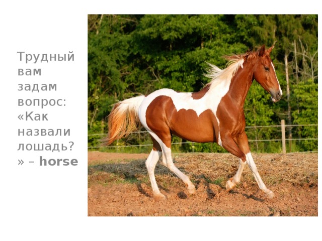 Трудный вам задам вопрос:  «Как назвали лошадь?» – horse