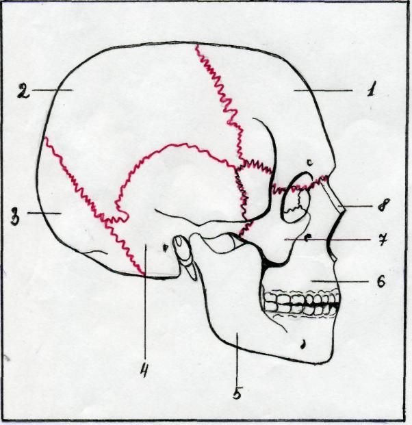 Теменная и затылочная кости тип соединения. Височно затылочный шов черепа. Теменная зона черепа схема. Кость теменная черепа схема. Лобно-теменной шов черепа.
